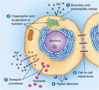 Functions of Membranes
