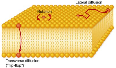 Movements of Phospholipid Molecules Within Membranes