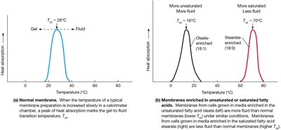 Determination of Membrane Transition Temperature by Differential Scanning Calorimetry