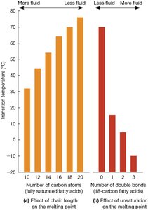 Chain Length and Degree of Unsaturation Affect the Melting Point of Fatty Acids