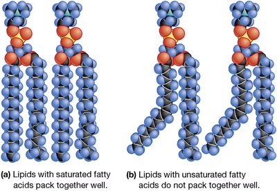 Effect of Unsaturated Fatty Acids on the Packing of Membrane Lipids