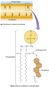 Orientation of Cholesterol Molecules in a Lipid Bilayer