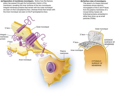 Freeze-Fracture Analysis of a Membrane