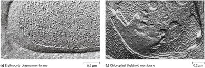 Membrane Proteins Visualized by Freeze-Fracture Electron Microscopy