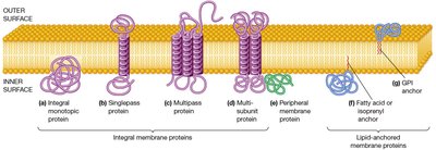 The Main Classes of Membrane Proteins