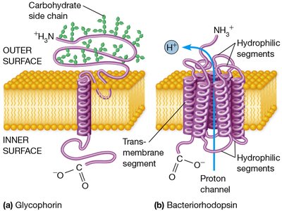 The Structures of Two Integral Membrane Proteins