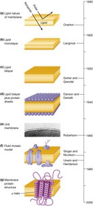 Timeline for Development of the Fluid Mosaic Model