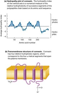 Hydropathy Analysis of an Integral Membrane Protein