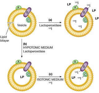 A Method for Labeling Proteins Exposed on One or Both Surfaces of a Membrane Vesicle