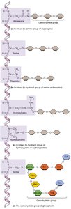 N-Linked and O-Linked Glycosylation of Membrane Proteins