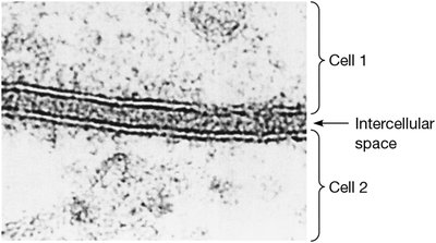 Trilaminar Appearance of Cellular Membranes