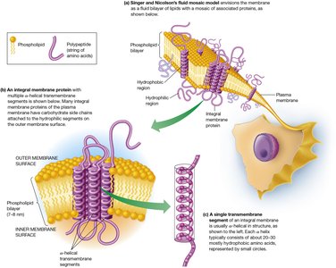 Fluid Mosaic Model of Membrane Structure