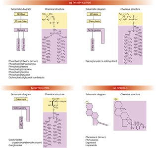 Three Major Classes of Membrane Lipids