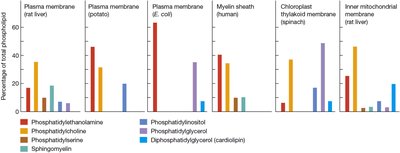 Phospholipid Composition of Several Kinds of Membranes