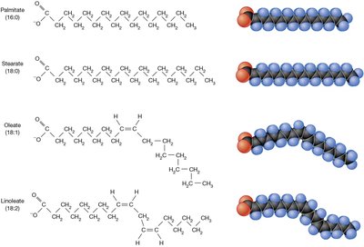 Structures of Some Common Fatty Acids Found in Membranes