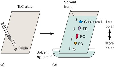 Thin-Layer Chromatography to Separate and Analyze Membrane Lipids