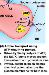Sodium-potassium pump in red blood cell membrane