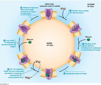 Bacteriorhodopsin-driven proton pumping in Halobacterium