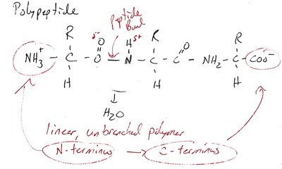 Handwritten polypeptide structure