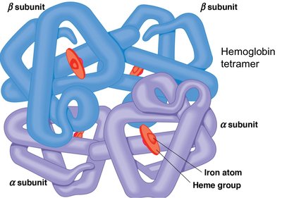 Hemoglobin tetramer structure