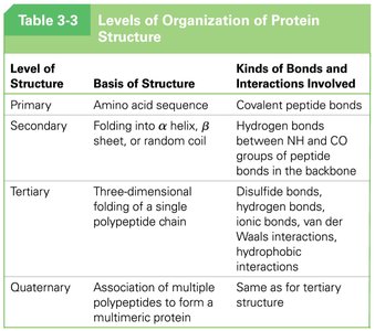 Diagram of primary, secondary, tertiary, and quaternary structure