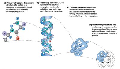 α helix structure