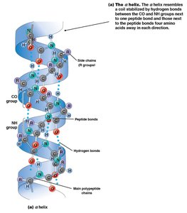 β sheet structure