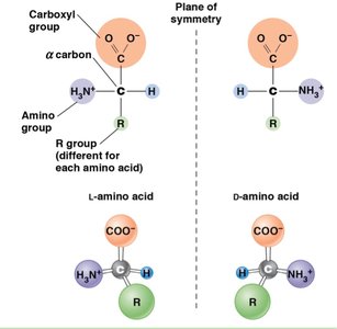 L and D isomers of amino acids