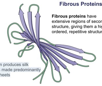 Nucleotide structure
