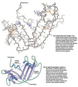Table of bases, nucleosides, and nucleotides