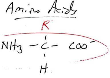 Handwritten amino acid structure