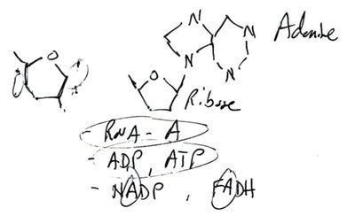 Handwritten adenine and ribose structure