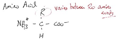 Handwritten amino acid structure with note on R group variability