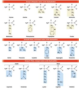 Amino acid groups: nonpolar, polar, charged