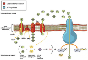 Diagram of the electron transport chain and ATP synthase in the inner mitochondrial membrane