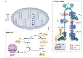 Mitochondrial structure, Krebs cycle, and OXPHOS system with ETC complexes
