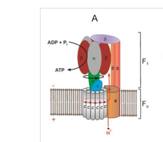 Structure and function of ATP synthase (FoF1 complex)