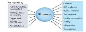 Diagram showing regulation and physiological roles of ETC complexes