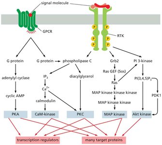 Five parallel intracellular signaling pathways activated by GPCRs, RTKs, or both