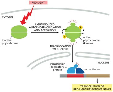The auxin signaling pathway