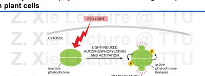 One way in which phytochromes mediate a light response in plant cells