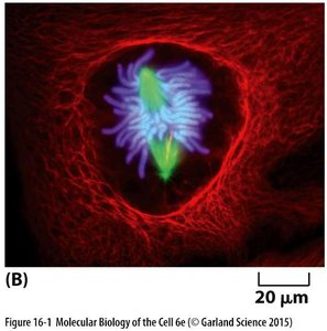 Spindle microtubules and intermediate filaments in a dividing cell