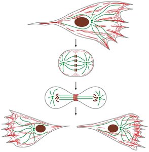 Organization of the cytoskeleton in polarized epithelial cells