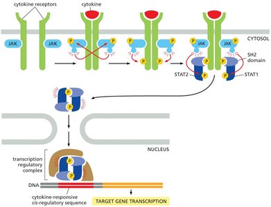 The JAK-STAT signaling pathway activated by cytokines