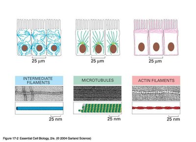 Three types of protein filaments form the cytoskeleton