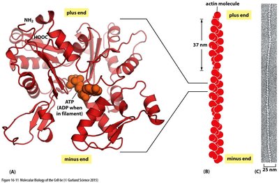 The structure of an actin monomer and actin filament