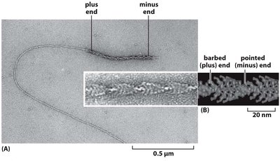 Structural polarity of the actin filament