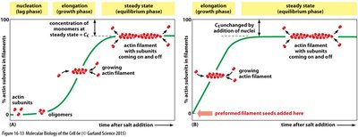 The time course of actin polymerization in a test tube