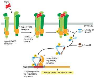 Signal proteins of the TGFβ superfamily act through receptor Ser/Thr kinases