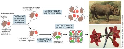 The proposed divergence of plant and animal lineages from a common unicellular eukaryotic ancestor